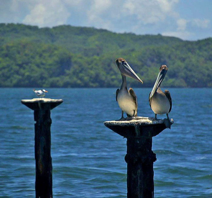 CABARETE Los Haitises
