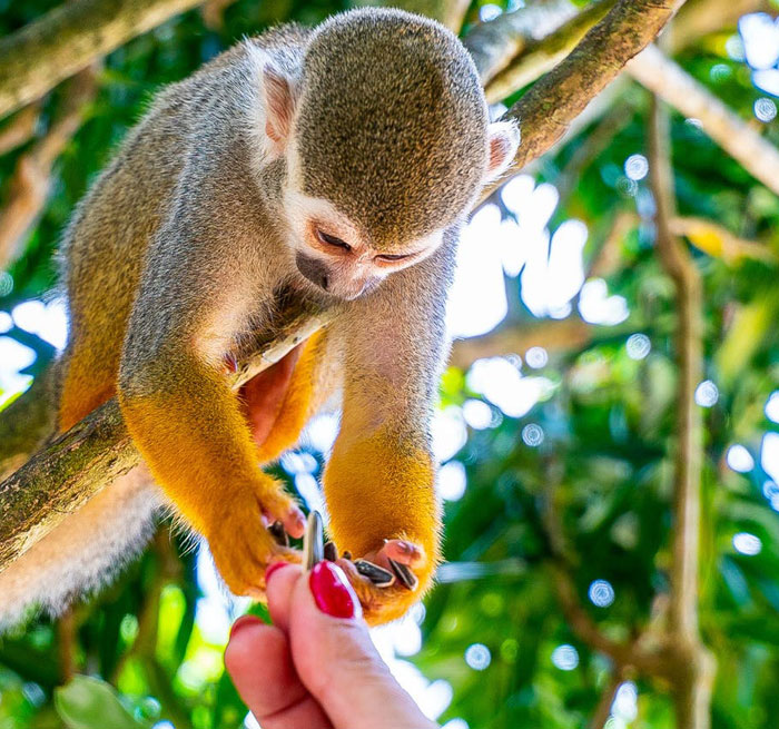 BAVARO Monkeyland